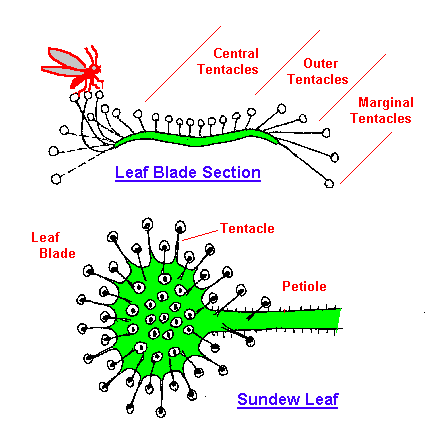 Carnivorous Plants